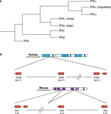 Context Is Key: Delineating the Unique Functions of IFNα and IFNβ in Disease